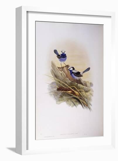 Splendid Fairywren (Malurus Splendens)-John Gould-Framed Giclee Print