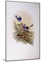 Splendid Fairywren (Malurus Splendens)-John Gould-Mounted Giclee Print