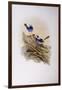 Splendid Fairywren (Malurus Splendens)-John Gould-Framed Giclee Print