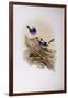 Splendid Fairywren (Malurus Splendens)-John Gould-Framed Giclee Print