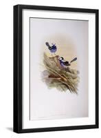 Splendid Fairywren (Malurus Splendens)-John Gould-Framed Premium Giclee Print