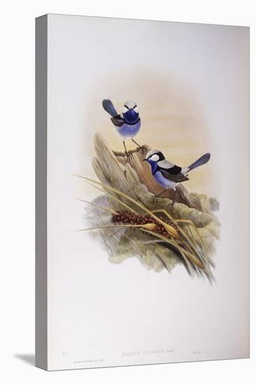 Splendid Fairywren (Malurus Splendens)-John Gould-Stretched Canvas