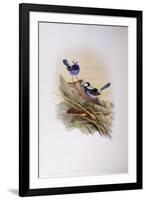 Splendid Fairywren (Malurus Splendens)-John Gould-Framed Giclee Print