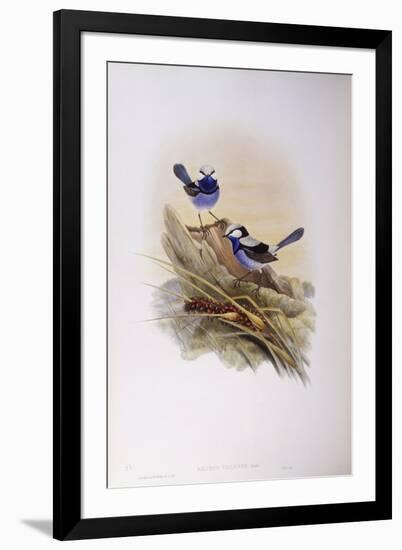 Splendid Fairywren (Malurus Splendens)-John Gould-Framed Giclee Print