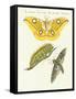 Splendid Foreign Butterflies-null-Framed Stretched Canvas