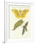 Splendid Foreign Butterflies-null-Framed Giclee Print