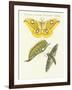 Splendid Foreign Butterflies-null-Framed Giclee Print