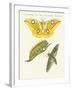 Splendid Foreign Butterflies-null-Framed Giclee Print