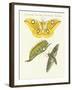 Splendid Foreign Butterflies-null-Framed Giclee Print