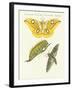 Splendid Foreign Butterflies-null-Framed Giclee Print