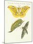 Splendid Foreign Butterflies-null-Mounted Giclee Print