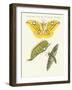 Splendid Foreign Butterflies-null-Framed Giclee Print