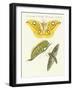 Splendid Foreign Butterflies-null-Framed Giclee Print