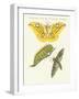 Splendid Foreign Butterflies-null-Framed Giclee Print