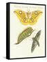 Splendid Foreign Butterflies-null-Framed Stretched Canvas