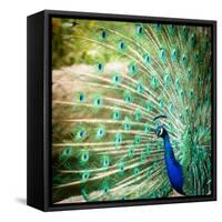 Splendid Peacock with Feathers Out (Pavo Cristatus)-l i g h t p o e t-Framed Stretched Canvas