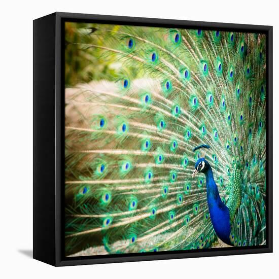 Splendid Peacock with Feathers Out (Pavo Cristatus)-l i g h t p o e t-Framed Stretched Canvas