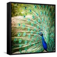 Splendid Peacock with Feathers Out (Pavo Cristatus)-l i g h t p o e t-Framed Stretched Canvas