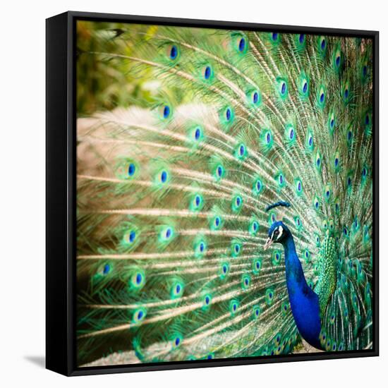 Splendid Peacock with Feathers Out (Pavo Cristatus)-l i g h t p o e t-Framed Stretched Canvas