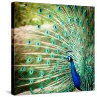 Splendid Peacock with Feathers Out (Pavo Cristatus)-l i g h t p o e t-Stretched Canvas