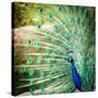 Splendid Peacock with Feathers Out (Pavo Cristatus)-l i g h t p o e t-Stretched Canvas