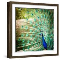 Splendid Peacock with Feathers Out (Pavo Cristatus)-l i g h t p o e t-Framed Photographic Print