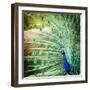 Splendid Peacock with Feathers Out (Pavo Cristatus)-l i g h t p o e t-Framed Photographic Print