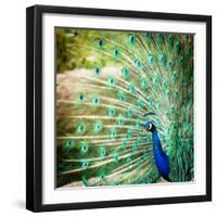 Splendid Peacock with Feathers Out (Pavo Cristatus)-l i g h t p o e t-Framed Photographic Print