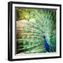 Splendid Peacock with Feathers Out (Pavo Cristatus)-l i g h t p o e t-Framed Photographic Print