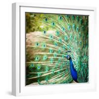 Splendid Peacock with Feathers Out (Pavo Cristatus)-l i g h t p o e t-Framed Photographic Print