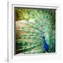 Splendid Peacock with Feathers Out (Pavo Cristatus)-l i g h t p o e t-Framed Photographic Print