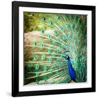 Splendid Peacock with Feathers Out (Pavo Cristatus)-l i g h t p o e t-Framed Photographic Print