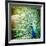 Splendid Peacock with Feathers Out (Pavo Cristatus)-l i g h t p o e t-Framed Photographic Print