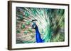 Splendid Peacock with Feathers Out (Pavo Cristatus)-l i g h t p o e t-Framed Photographic Print