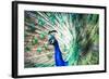 Splendid Peacock with Feathers Out (Pavo Cristatus)-l i g h t p o e t-Framed Photographic Print