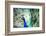 Splendid Peacock with Feathers Out (Pavo Cristatus)-l i g h t p o e t-Framed Photographic Print