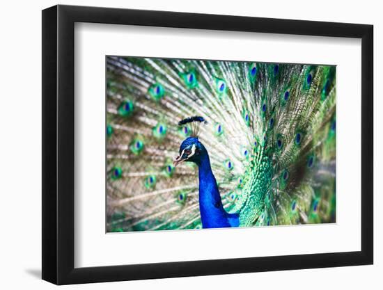 Splendid Peacock with Feathers Out (Pavo Cristatus)-l i g h t p o e t-Framed Photographic Print