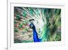 Splendid Peacock with Feathers Out (Pavo Cristatus)-l i g h t p o e t-Framed Photographic Print