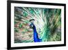 Splendid Peacock with Feathers Out (Pavo Cristatus)-l i g h t p o e t-Framed Photographic Print