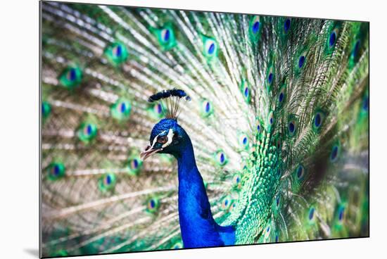 Splendid Peacock with Feathers Out (Pavo Cristatus)-l i g h t p o e t-Mounted Photographic Print
