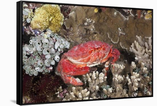 Splendid Pebble Crab (Etisus Splendidus)-Reinhard Dirscherl-Framed Stretched Canvas