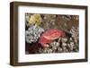 Splendid Pebble Crab (Etisus Splendidus)-Reinhard Dirscherl-Framed Photographic Print