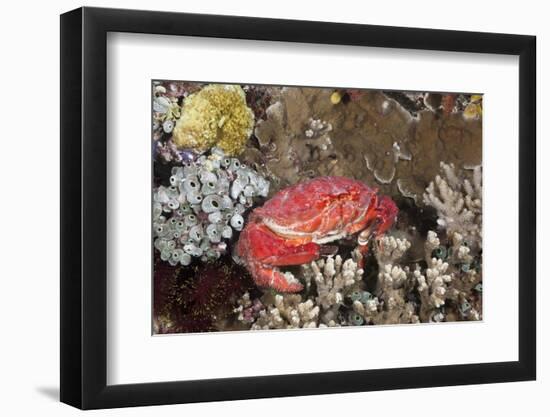 Splendid Pebble Crab (Etisus Splendidus)-Reinhard Dirscherl-Framed Photographic Print