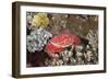 Splendid Pebble Crab (Etisus Splendidus)-Reinhard Dirscherl-Framed Photographic Print