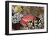 Splendid Pebble Crab (Etisus Splendidus)-Reinhard Dirscherl-Framed Photographic Print