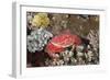 Splendid Pebble Crab (Etisus Splendidus)-Reinhard Dirscherl-Framed Photographic Print