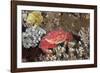 Splendid Pebble Crab (Etisus Splendidus)-Reinhard Dirscherl-Framed Photographic Print