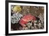 Splendid Pebble Crab (Etisus Splendidus)-Reinhard Dirscherl-Framed Photographic Print