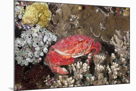 Splendid Pebble Crab (Etisus Splendidus)-Reinhard Dirscherl-Mounted Photographic Print