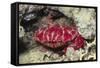 Splendid Red Spooner Crab-Hal Beral-Framed Stretched Canvas